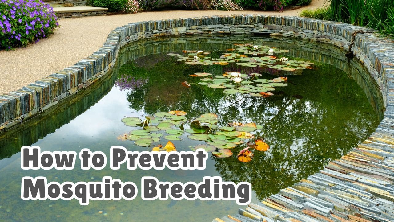 Prevent Breeding of Mosquitoes in Stagnant Water