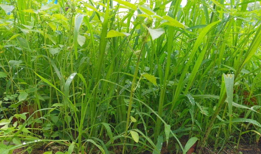 Tall Grasses, Dense Bushes and Shrubs