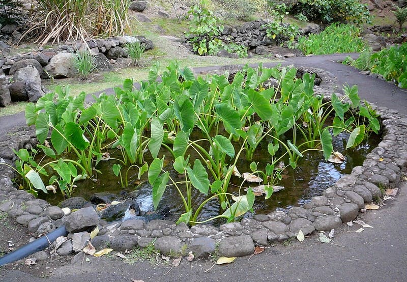 Taro (Colocasia esculenta)