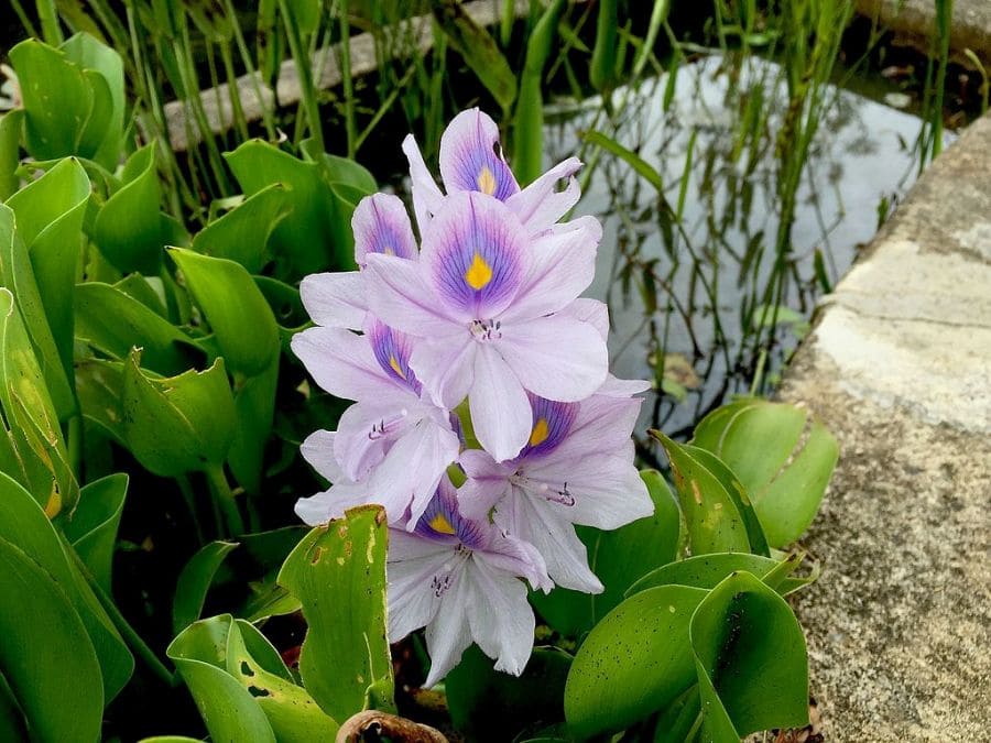 Water Hyacinth (Eichhornia crassipes)