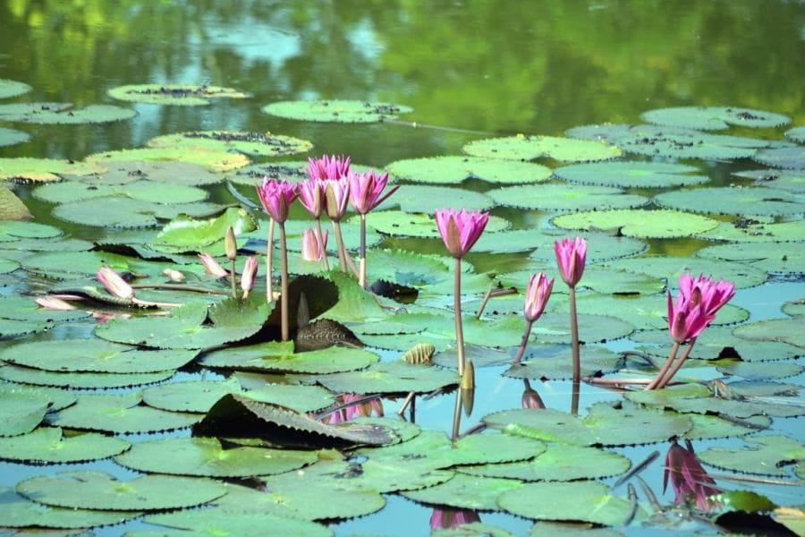 Water Lilies (Nymphaeaceae)