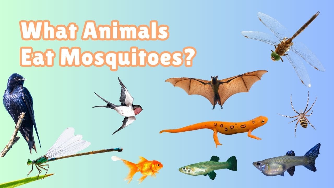 What Animals Eat Mosquitoes