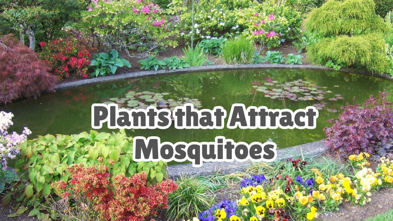 What Plants Attract Mosquitoes