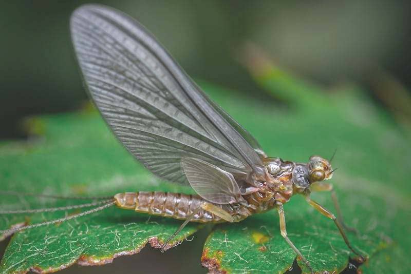 What are mayflies