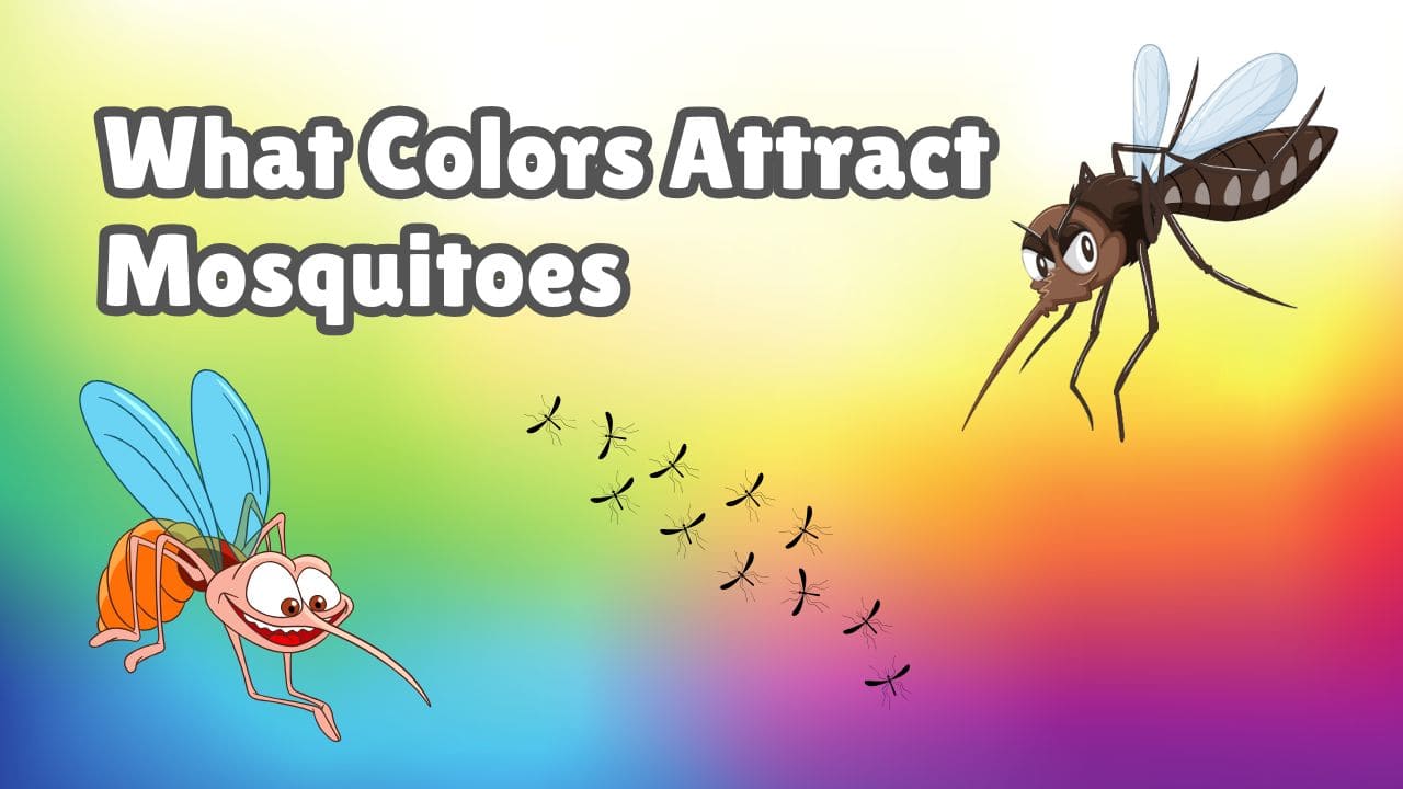 What colors attract mosquitoes​