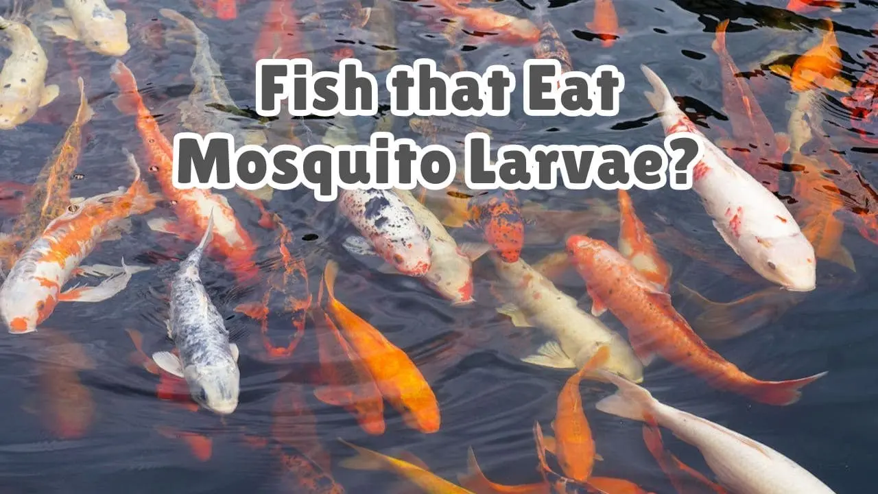 What fish eat mosquito larvae