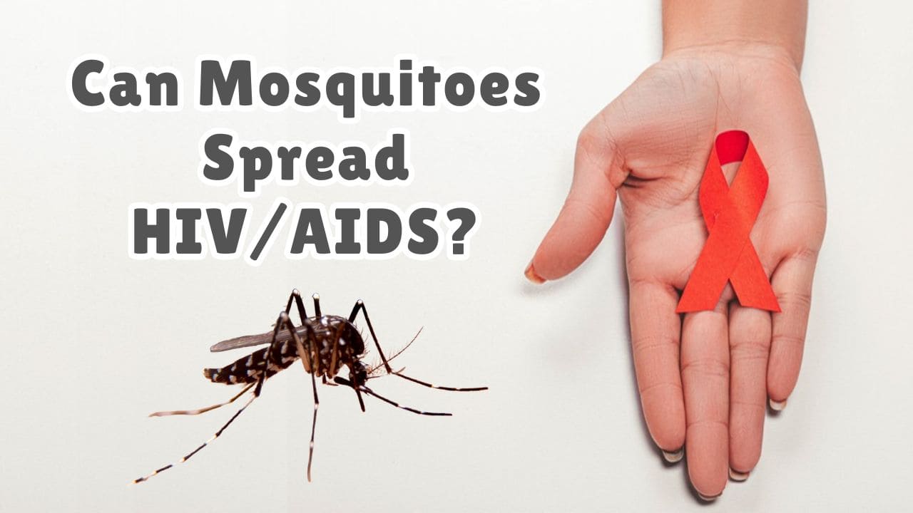 Can Mosquitoes Spread HIV AIDS