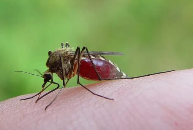 Can mosquitoes transmit HIV virus