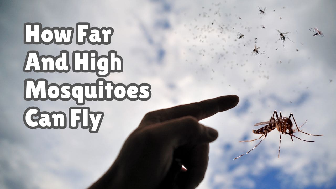 How high do mosquitoes fly