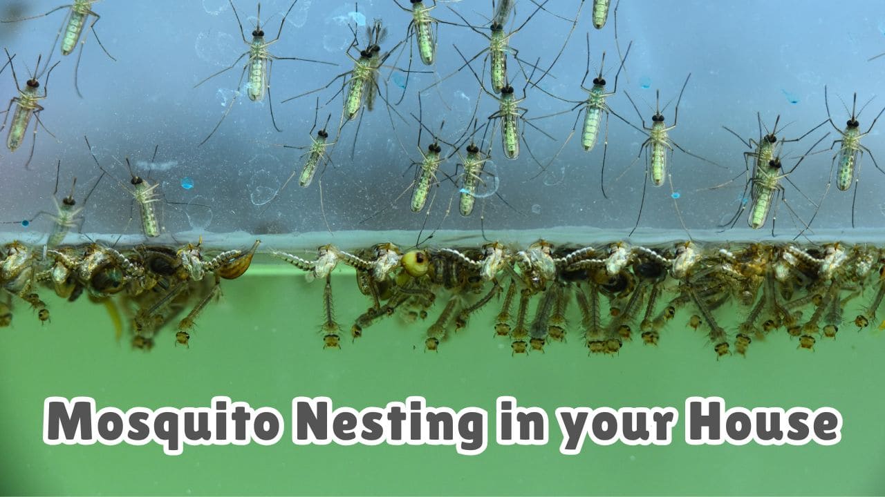 How to Find Mosquito Nest in House