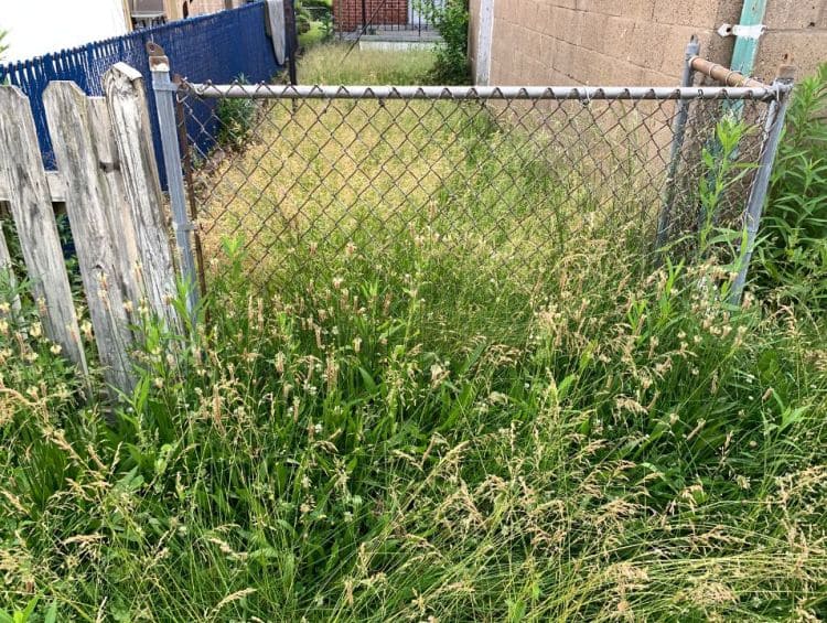 Mosquito nest in grass and dense shrubs