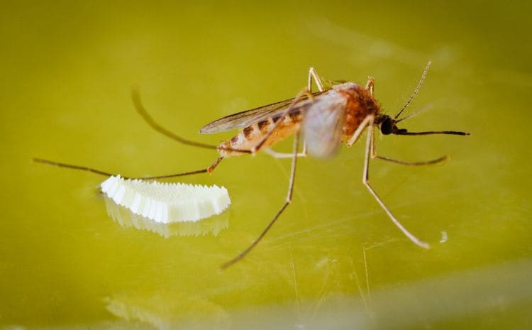 Mosquito nest in house