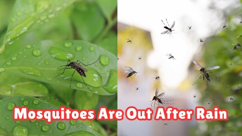 Relation between - Rain and Mosquitoes