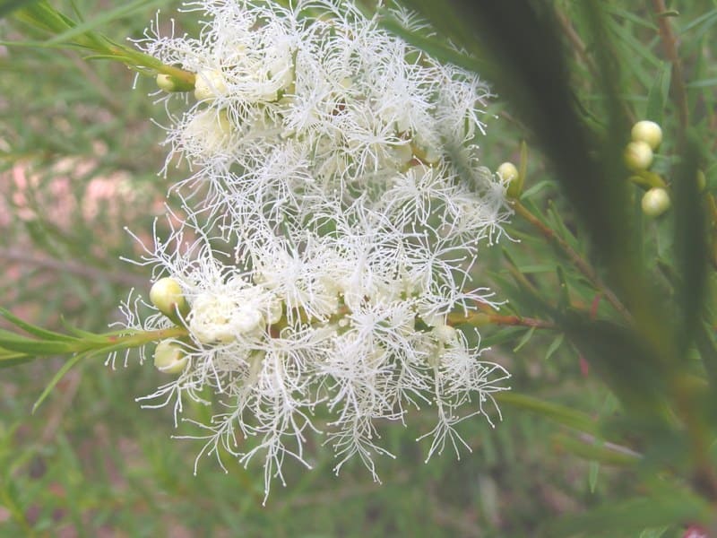 Tea Tree (Melaleuca alternifolia)