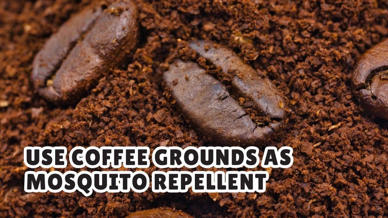 Use Coffee Grounds as Mosquito Repellent