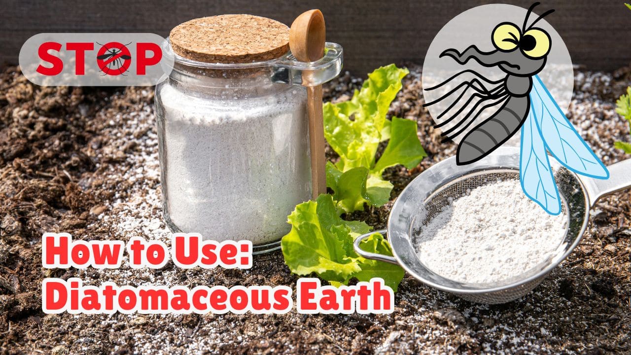 Use Diatomaceous Earth to Kill Mosquitoes