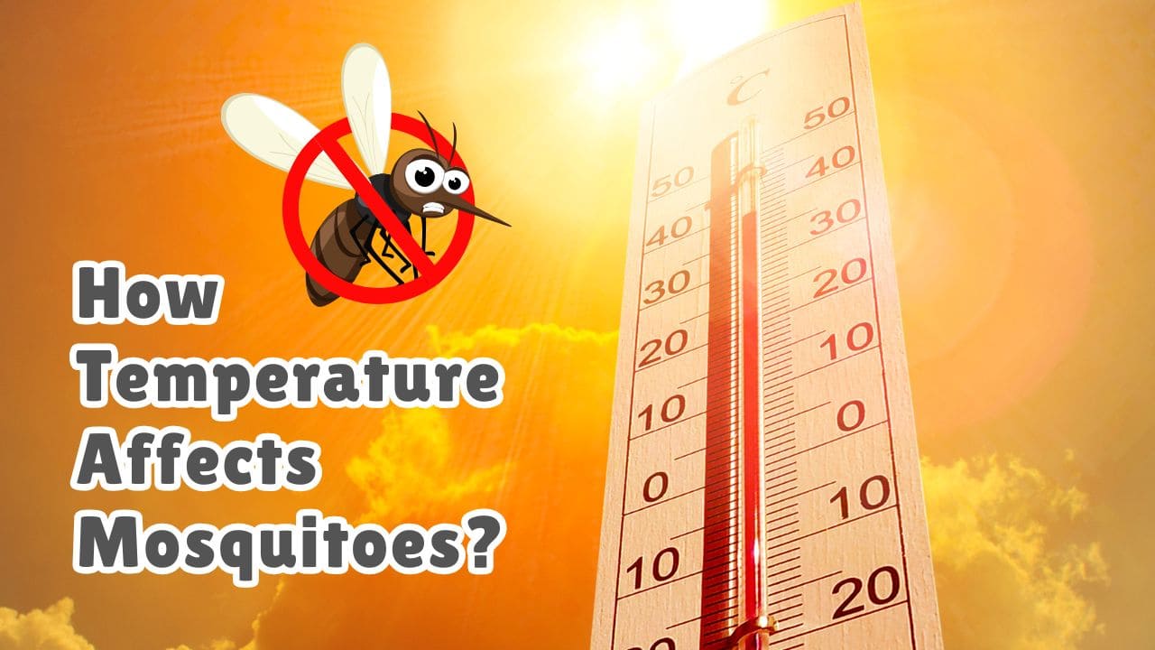 What Temperature Do Mosquitoes Die