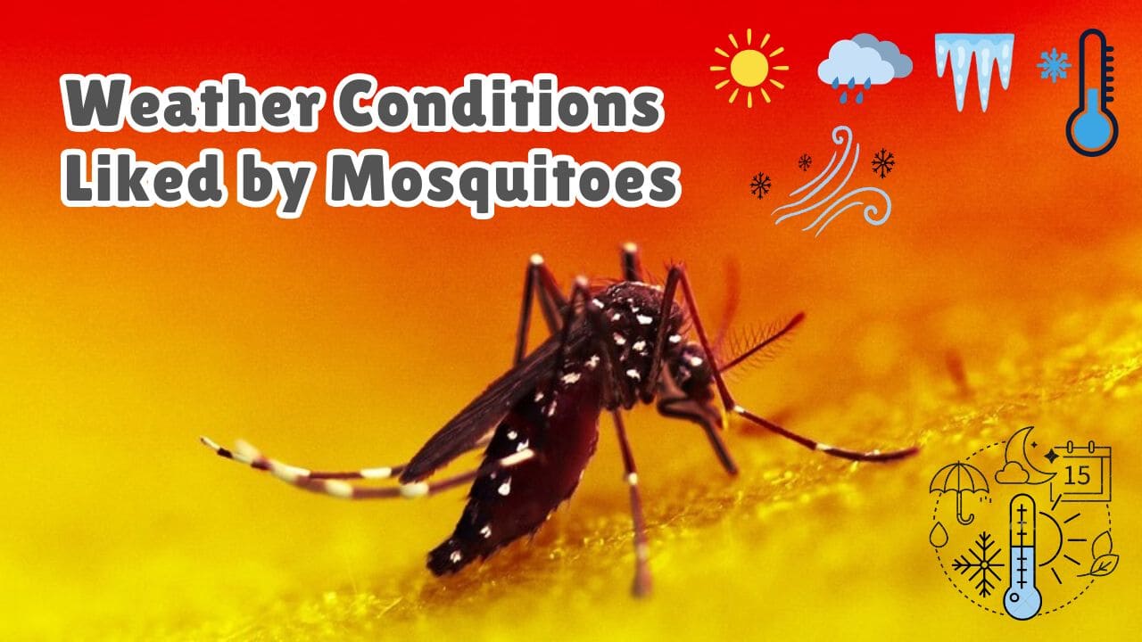 What Weather Do Mosquitoes Enjoy