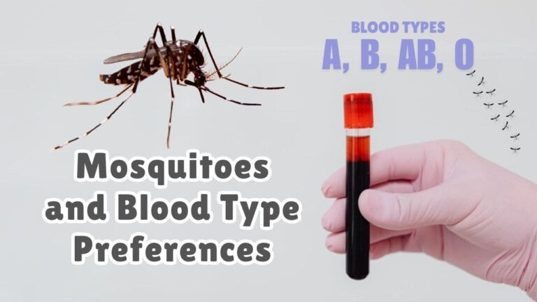 Blood Type Preferences: What Blood Type Do Mosquitoes Like? - MosquiTalk