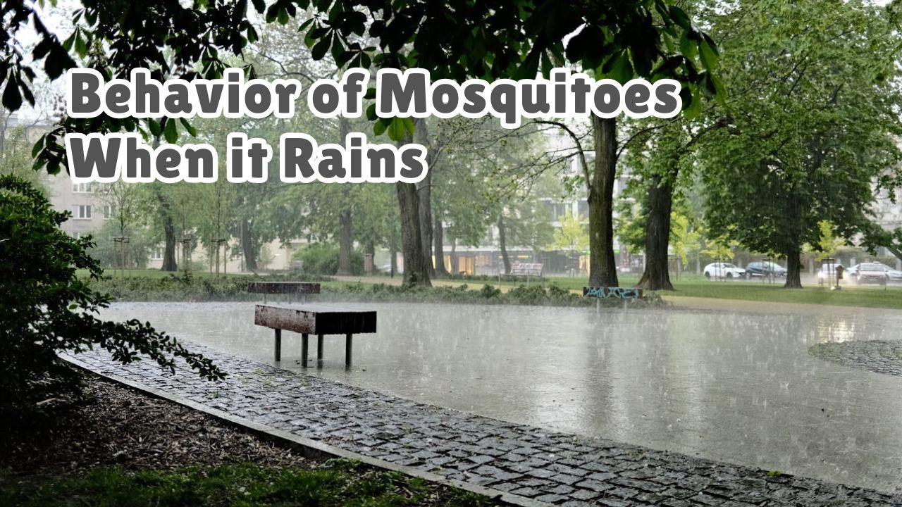 Where do mosquitoes go when it rains