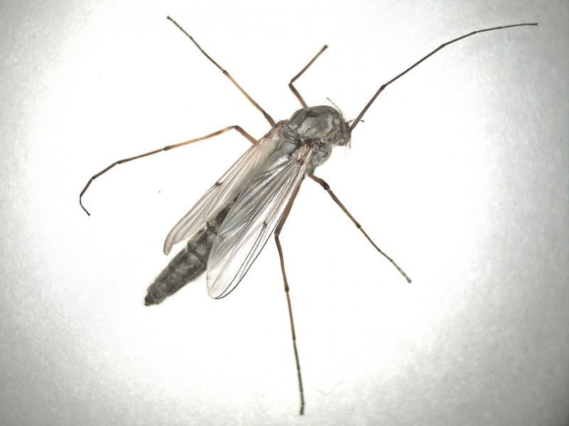 Blind Mosquito (Chironomidae) Midge, aka Muffleheads bug