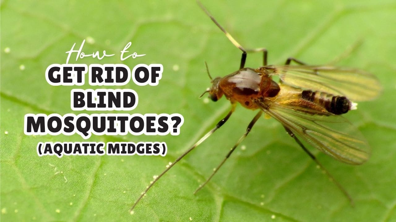 Blind Mosquito​ How to Get Rid of Blind Mosquitoes