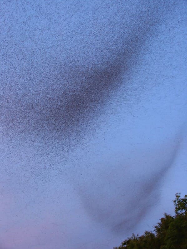 Blind mosquito swarm (Midges swarm)