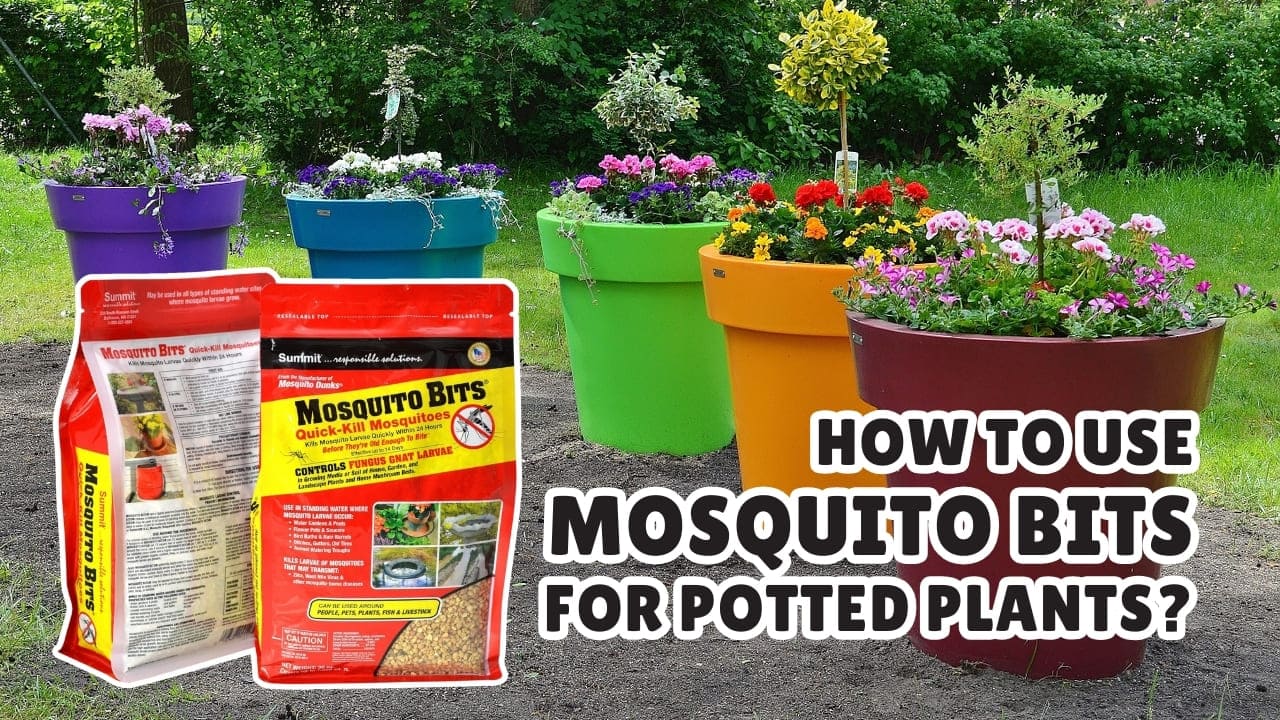 How to Use Mosquito Bits for Potted Plants​?