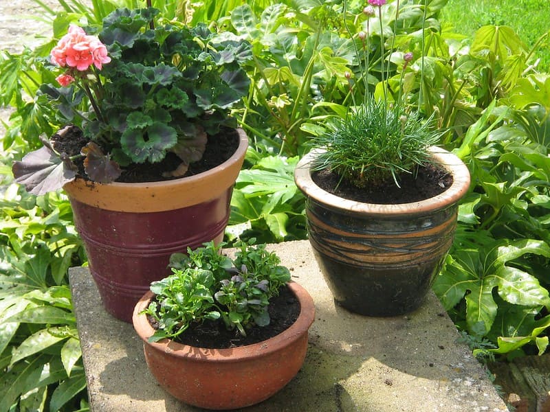 How to apply Mosquito Bits on potted plants?