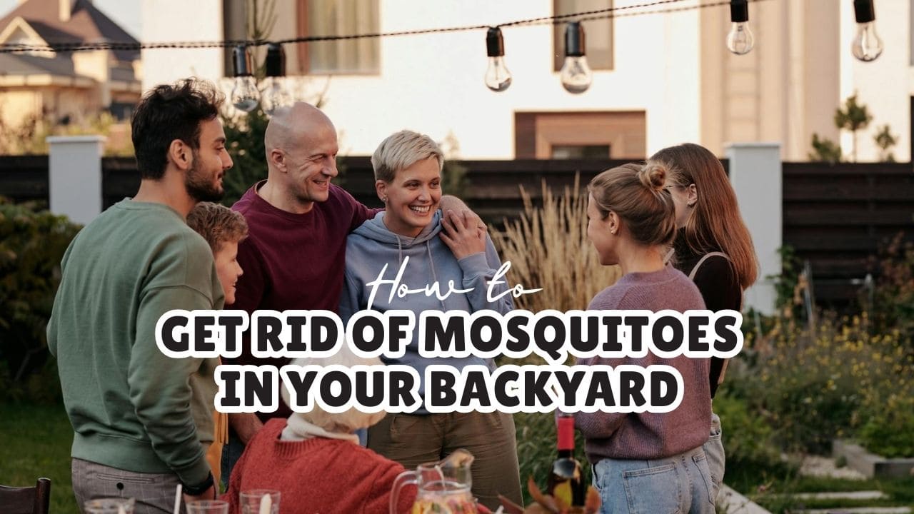 How to get rid of mosquitoes in backyard