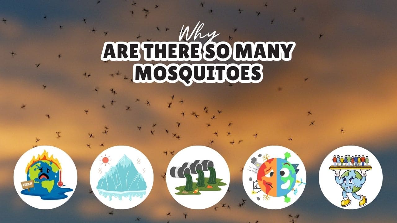 Why are there so many mosquitoes?