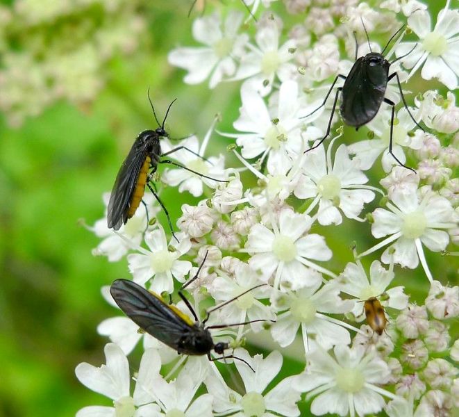 Black Fungus Gnat