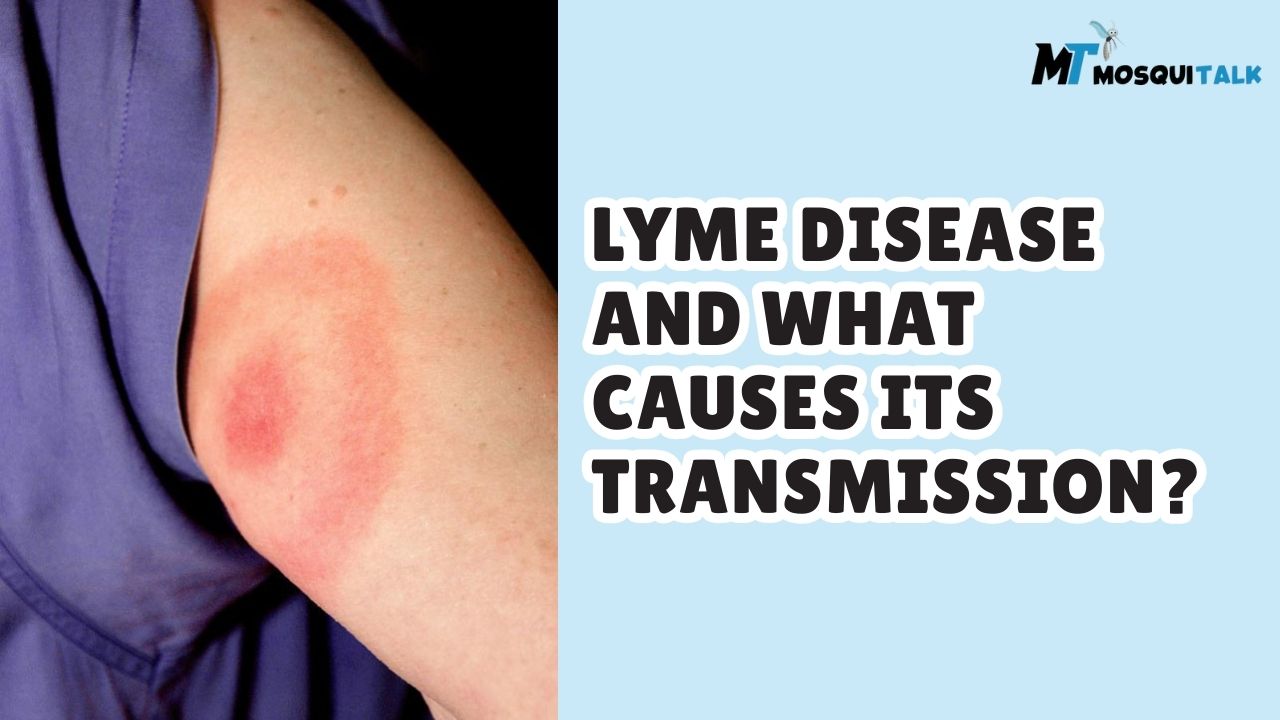 Can you Get Lyme Disease from Mosquitoes