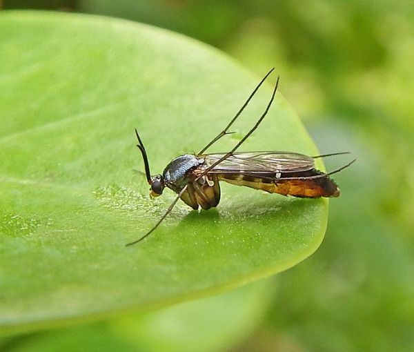 Fungus Gnat on Indoor Plant