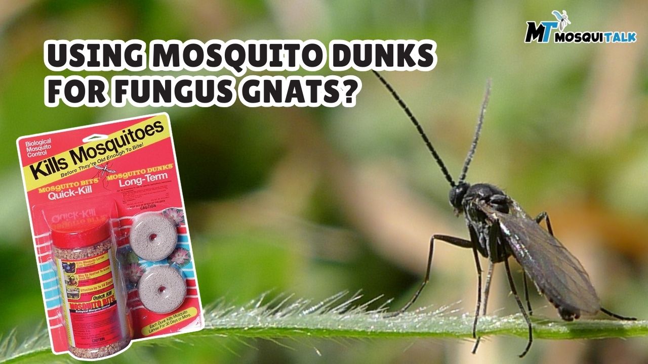 How to Use Mosquito Dunks for Fungus Gnats?