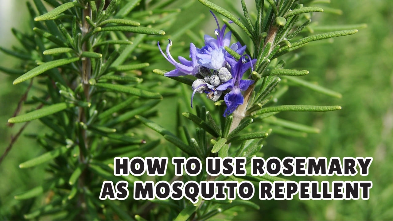 How to Use Rosemary Mosquito Repellent Effectively at Home