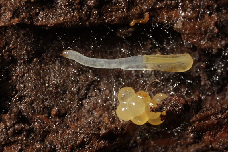 Life Cycle of Fungus Gnats - Fungus Gnat Larvae and Eggs