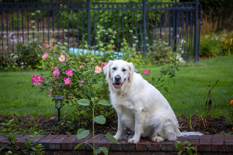 Mosquito Repellent Plants Safe for Dogs