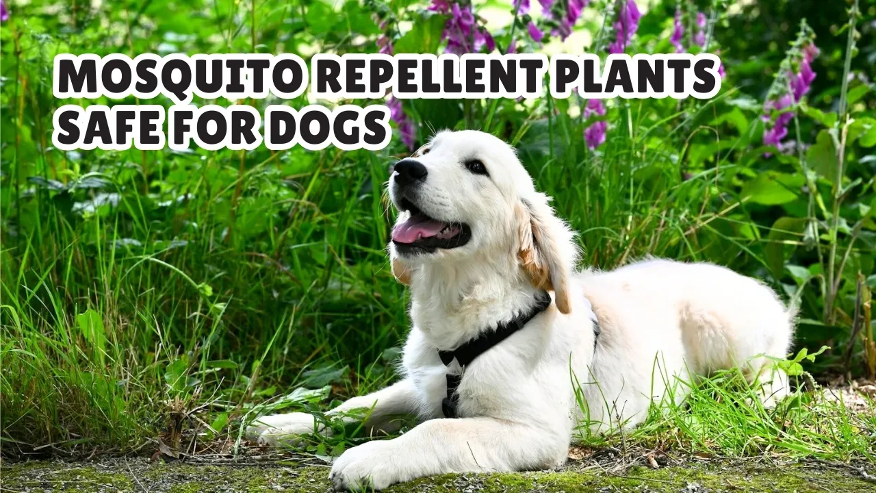 Mosquito Repellent Plants Safe for Dogs