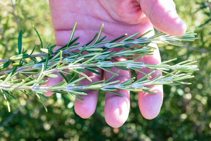 Rosemary mosquito repellent