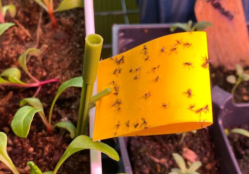 Sticky Tape for Fungus Gnats