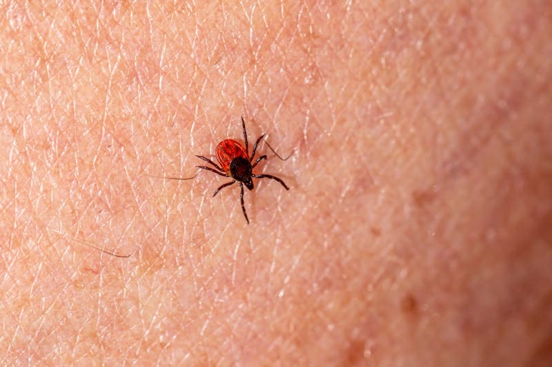 Ticks causes Lyme Disease