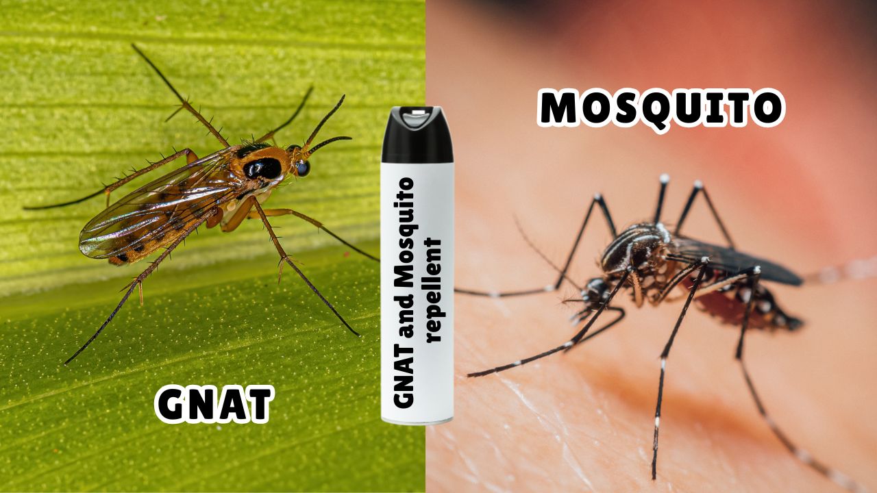 Best Gnat and Mosquito Repellent for Complete Protection