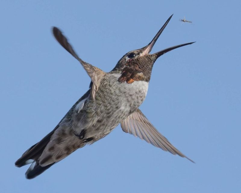 Hummingbird eating mosquito