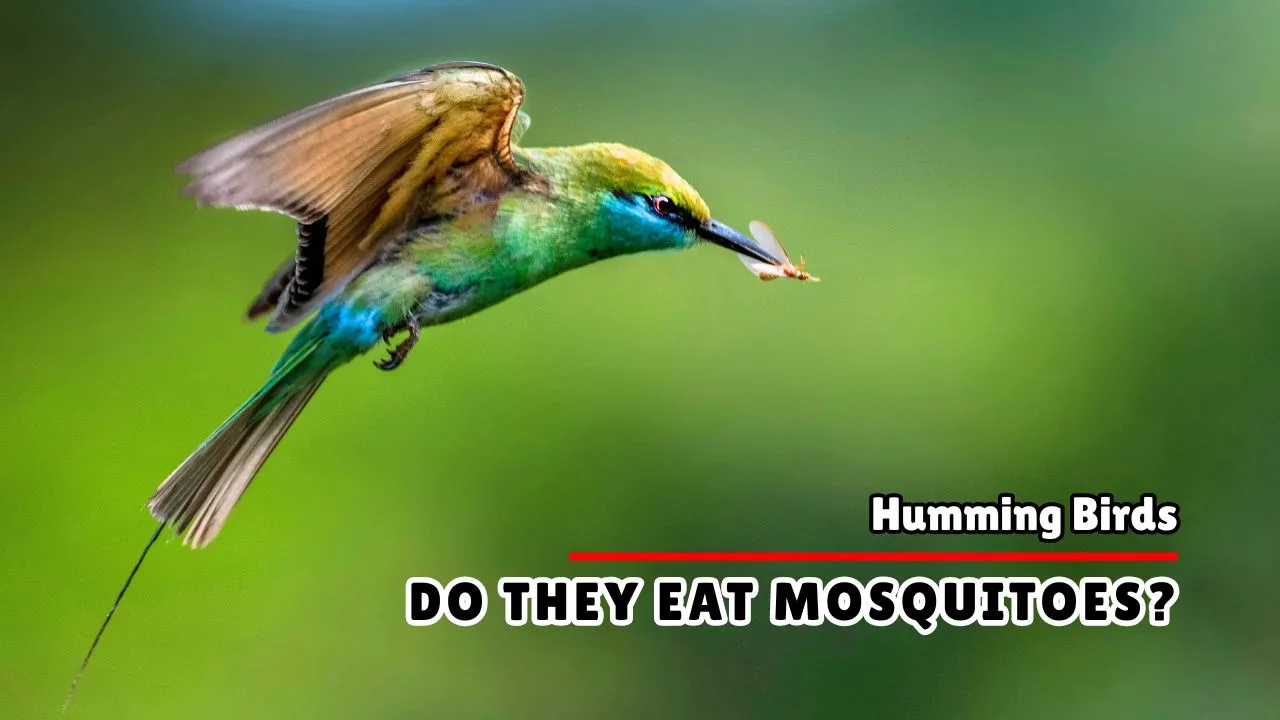 Do Hummingbirds Eat Mosquitoes