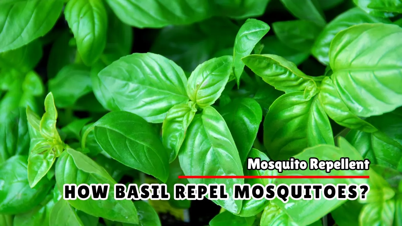 How Does Basil Repel Mosquitoes