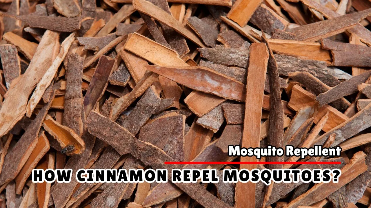 How Does Cinnamon Repel Mosquitoes
