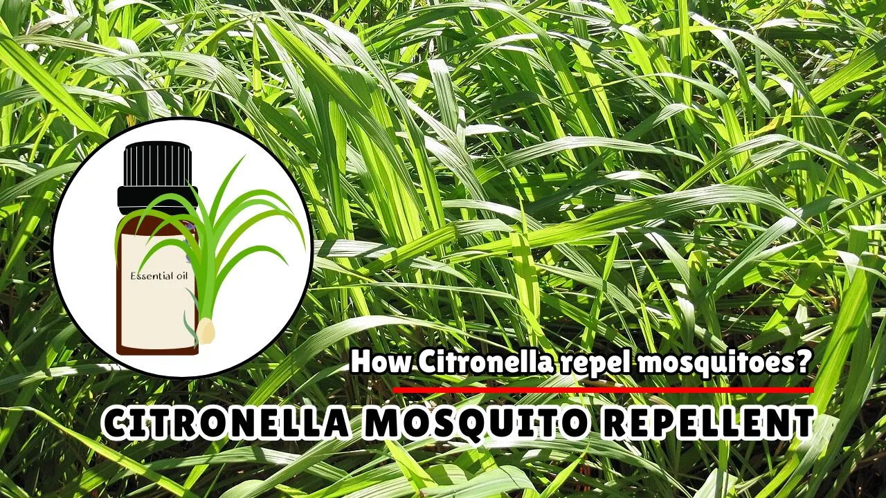 How Does Citronella Repel Mosquitoes