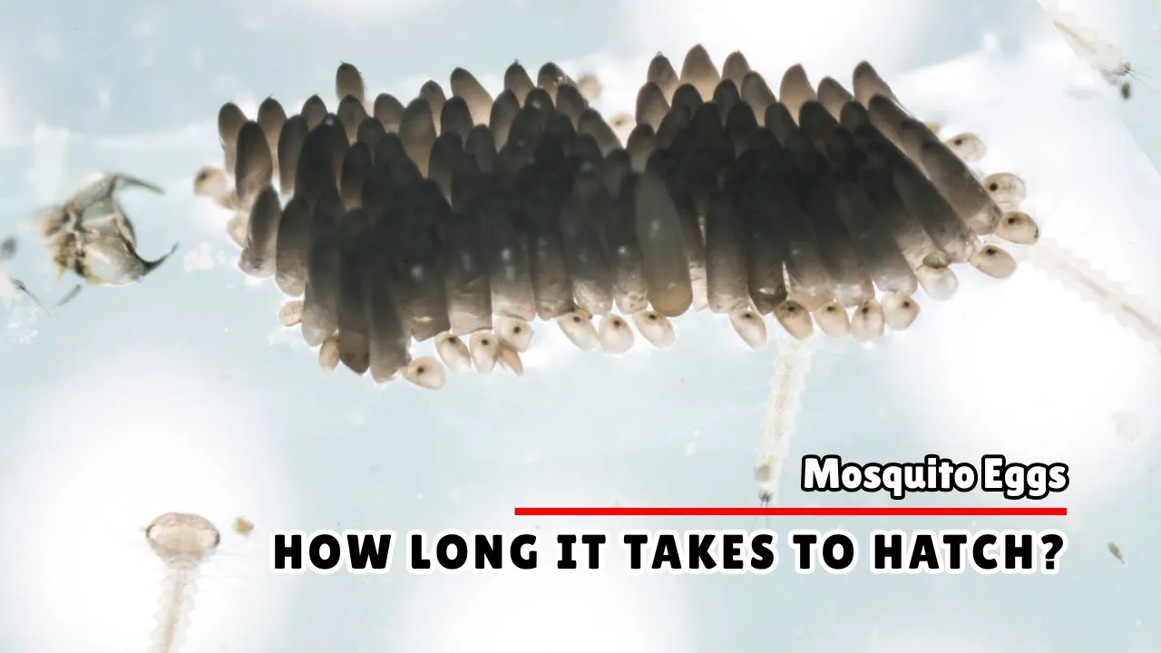 How Long Does it Take for Mosquito Eggs to Hatch