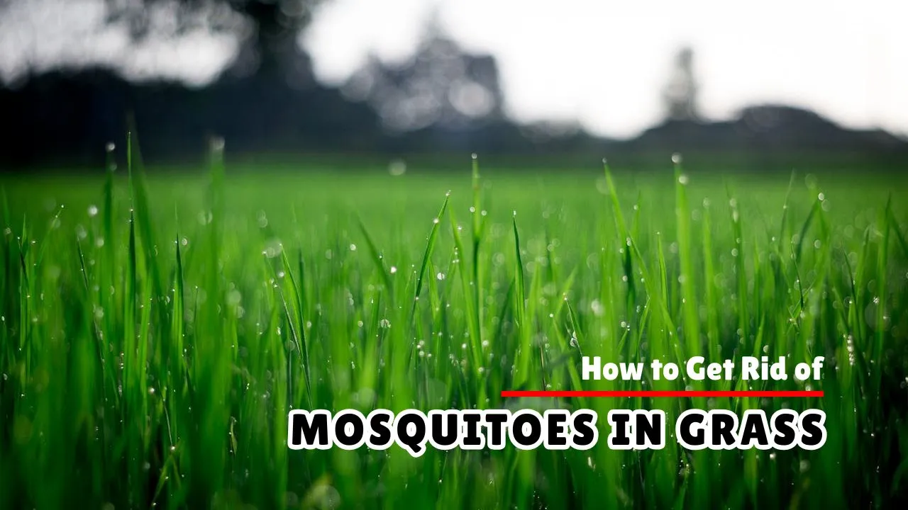 How to Get Rid of Mosquitoes in Grass
